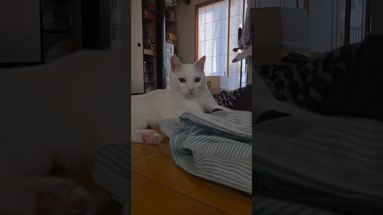 今のシロ。　 #保護猫 #猫のいる暮らし #猫