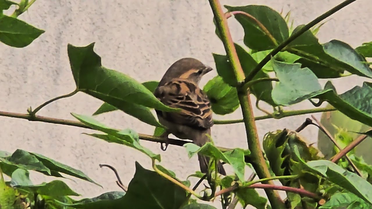 House sparrows #housesparrow #sparrow #birds #cottontree #nature #fun 