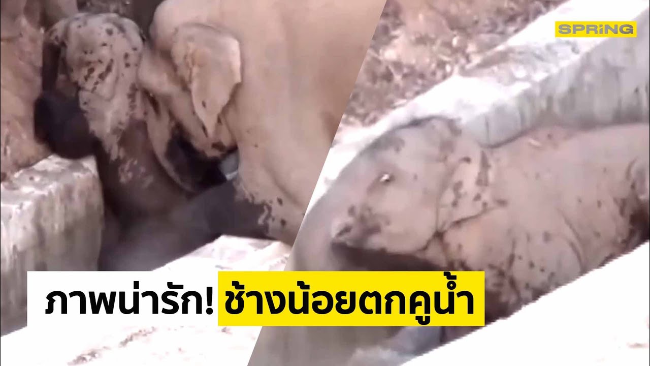 ช้างใหญ่ ช่วย ช้างน้อย ตกคูน้ำ น่ารัก อบอุ่นหัวใจ l SPRiNG