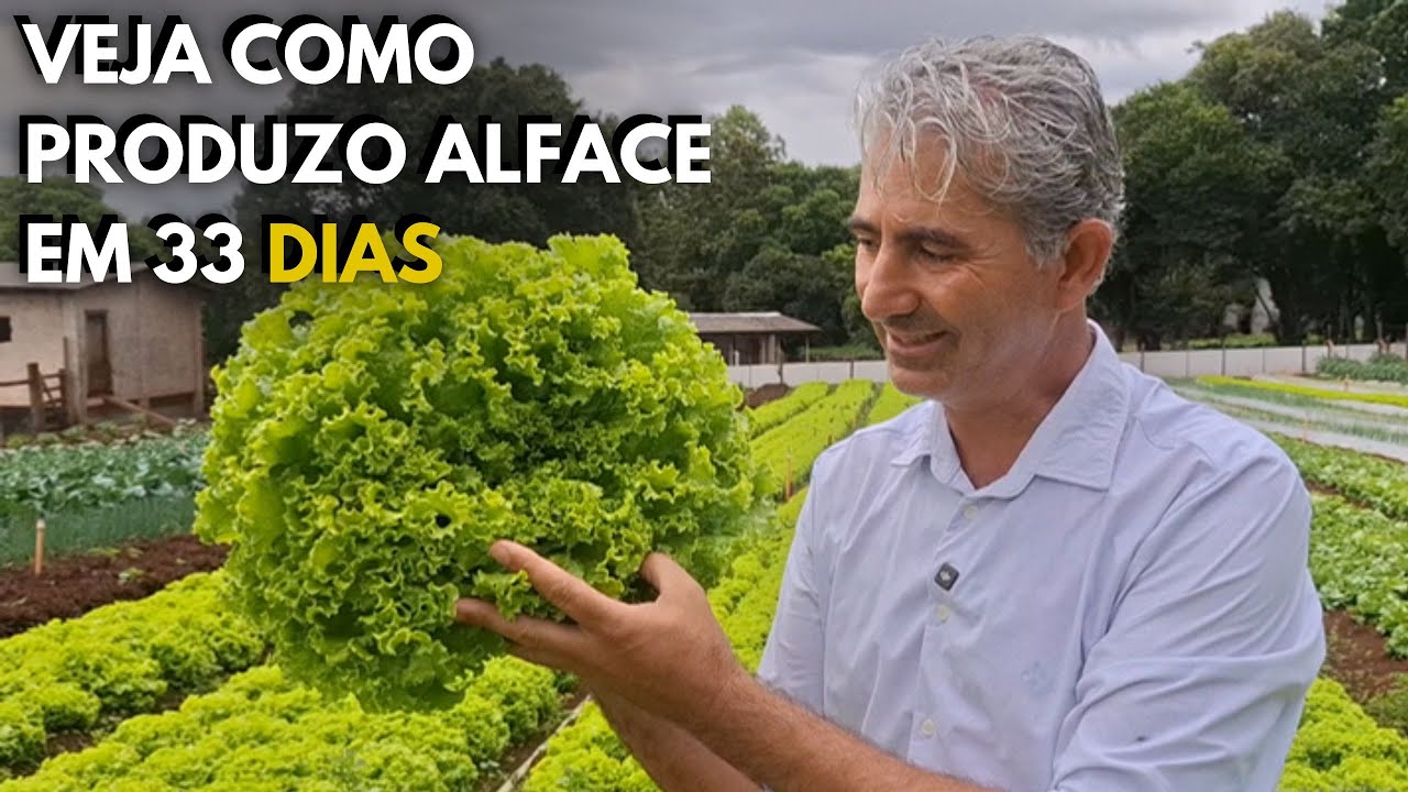 HORTA DO ZERO - ALFACE COM 33 DIAS NO VERÃO!
