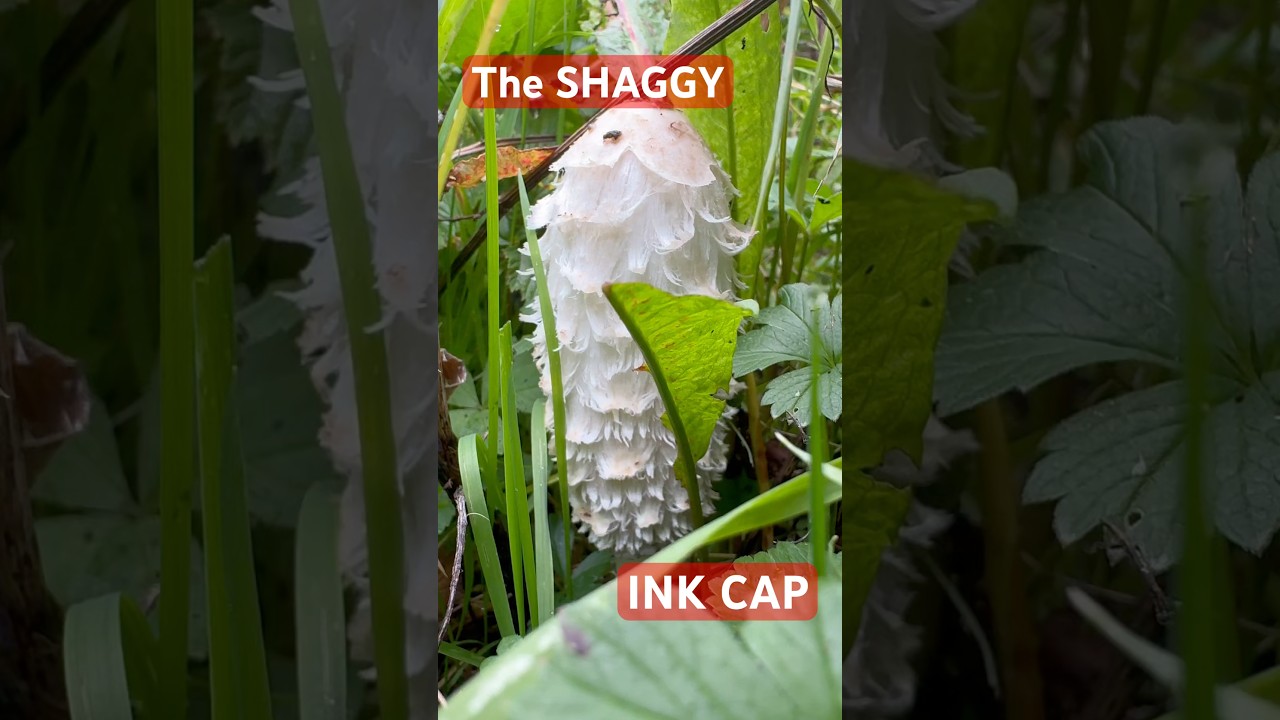 The shaggy inkcap mushroom, also known as Coprinus comatus. #fungi #mushroom