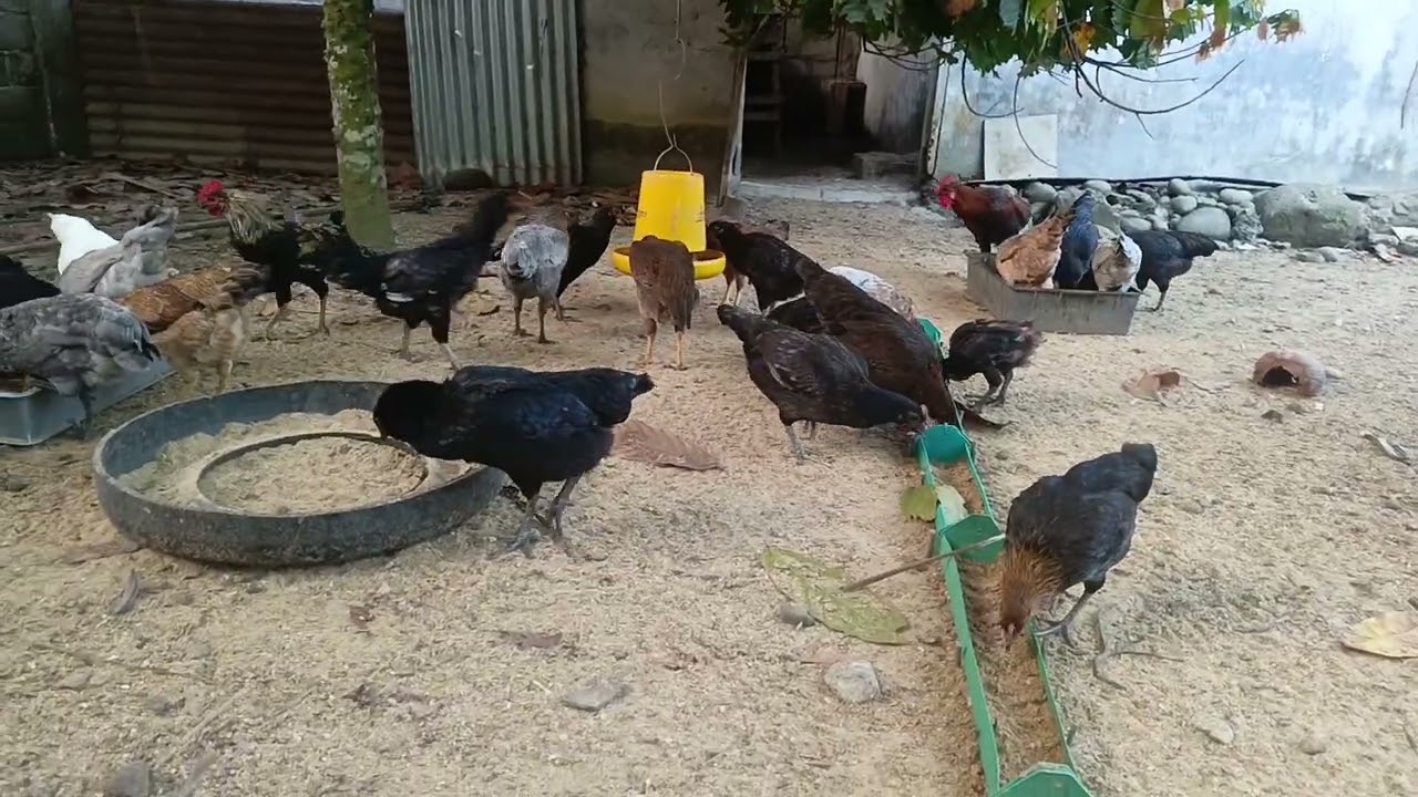 Panen ayam petelur omega ayam pedaging