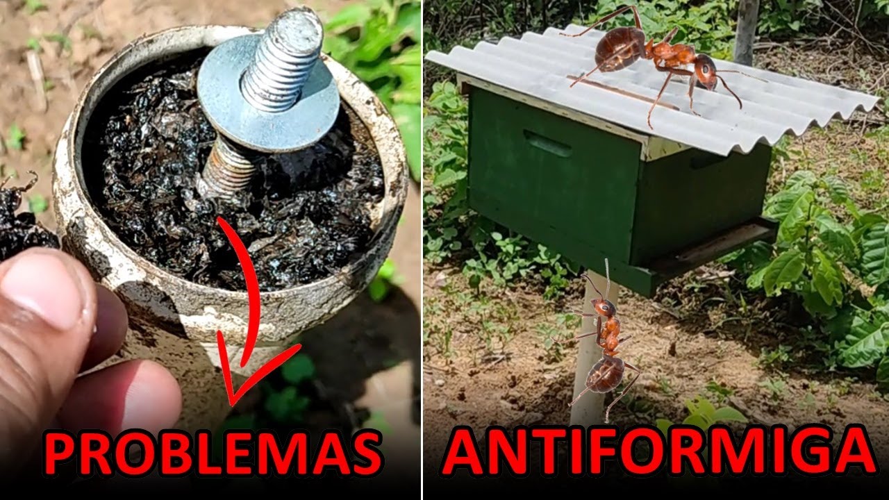 3 MOTIVOS PARA NÃO USAR ÓLEO COMO ANTE-FORMIGA EM SUPORTES DE COLMEIAS
