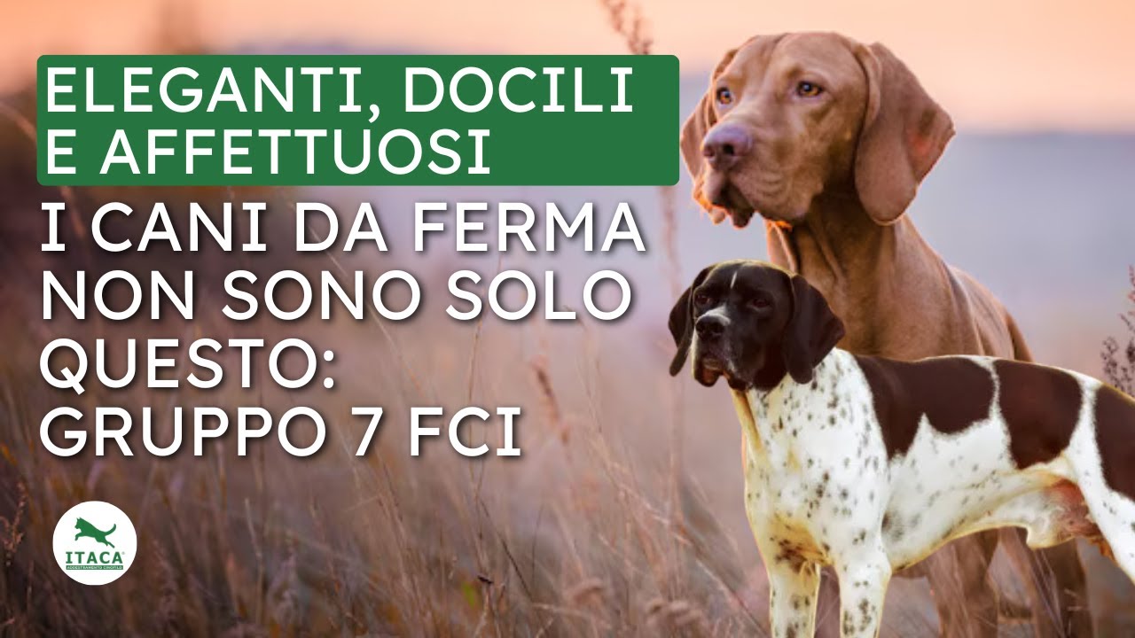Cani da ferma: meravigliosi… ma NON per tutti | Gruppo 7 FCI