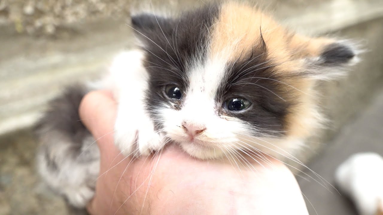 New calico baby kittens in the street