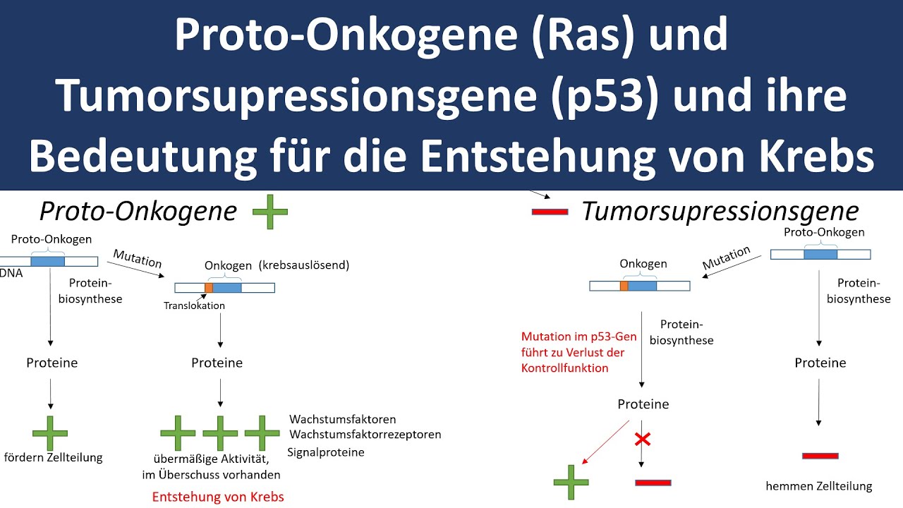 Proto-Onkogene und Tumorsupressionsgene [Ras / p53] - [Entstehung von Krebs] - [Biologie, Oberstufe]