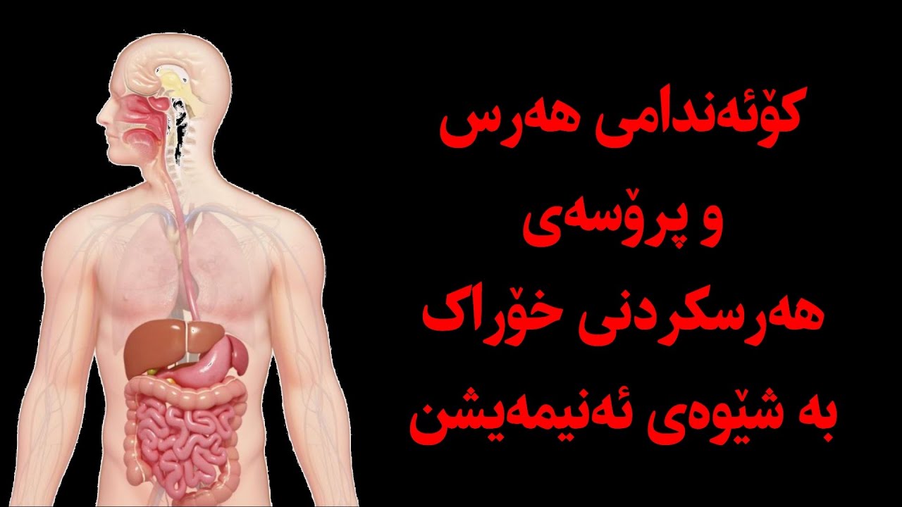 کۆئەندامی هەرس و پرۆسەی هەرسکردنی خۆراک بەشێوەی ئەنیمەیشم