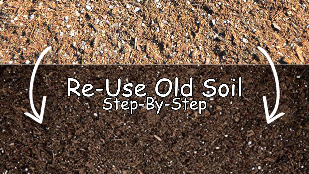 How To Re-Use Old Potting Soil! (Step By Step Guide)