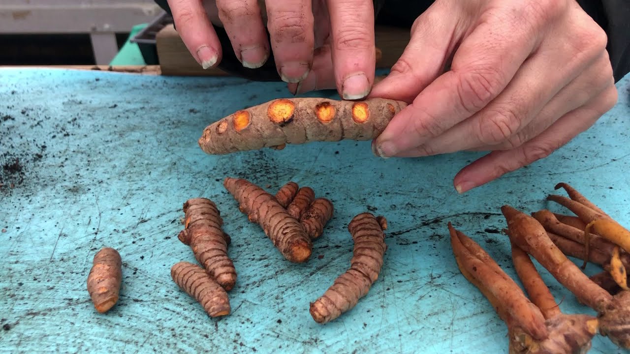 How to grow different types of ginger (part 1)