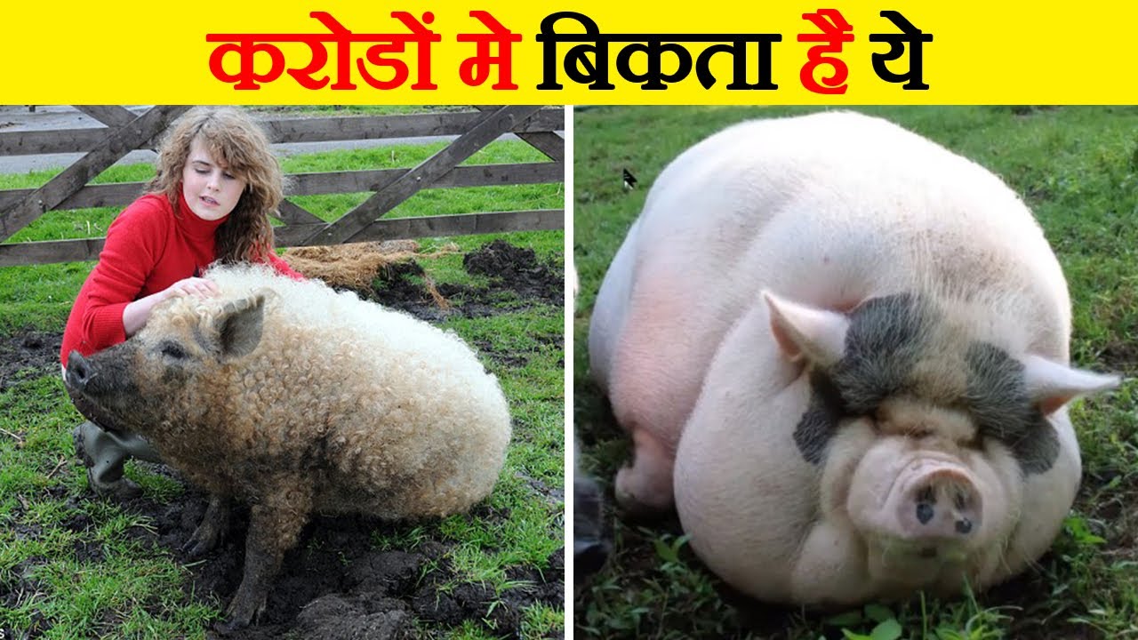 कीचड़ में रहने वाले इस सूअर की कीमत करोड़ो में हैं | Top 10  Rarest Pig Species  in the world