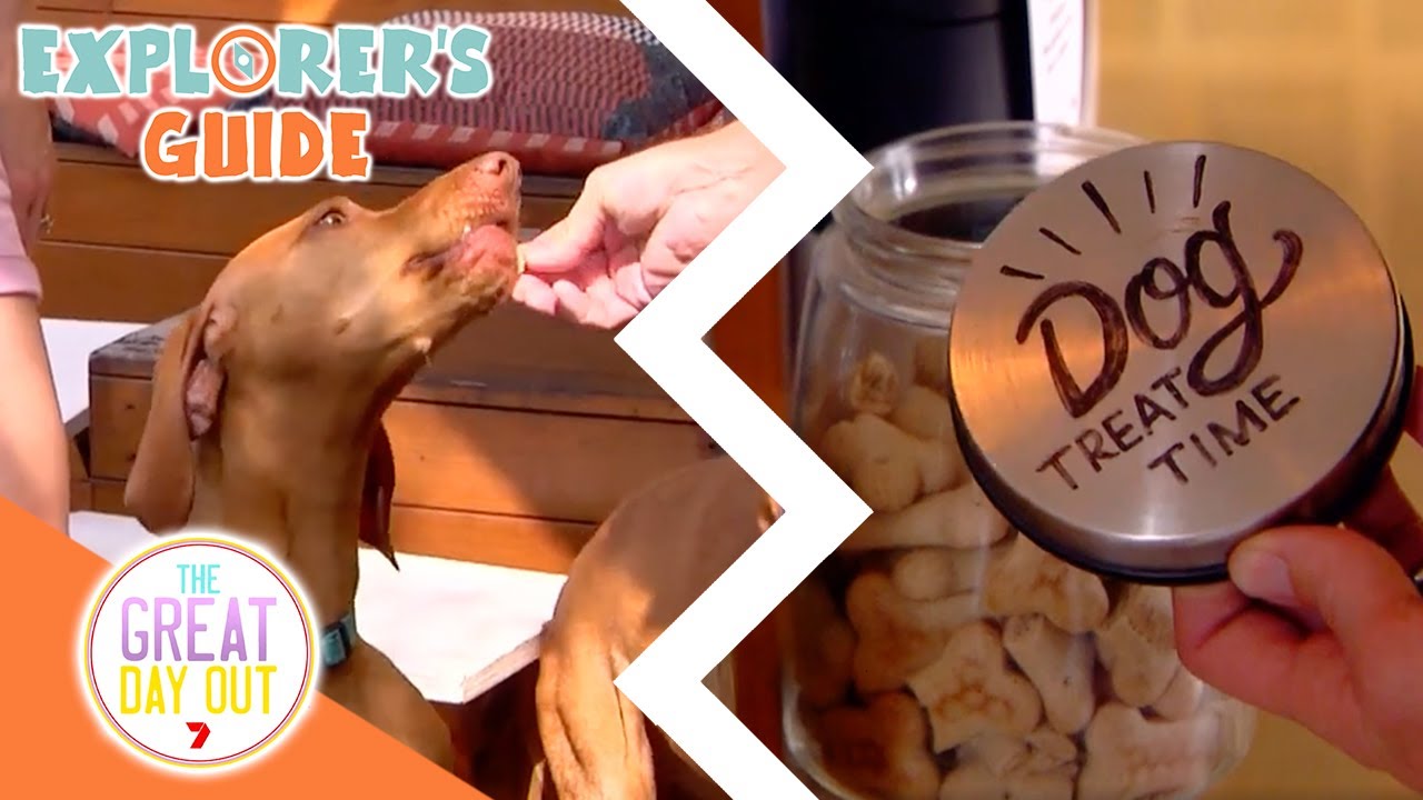 Pet Friendly Adventures In Queensland! | Full Episode | Great Day Out