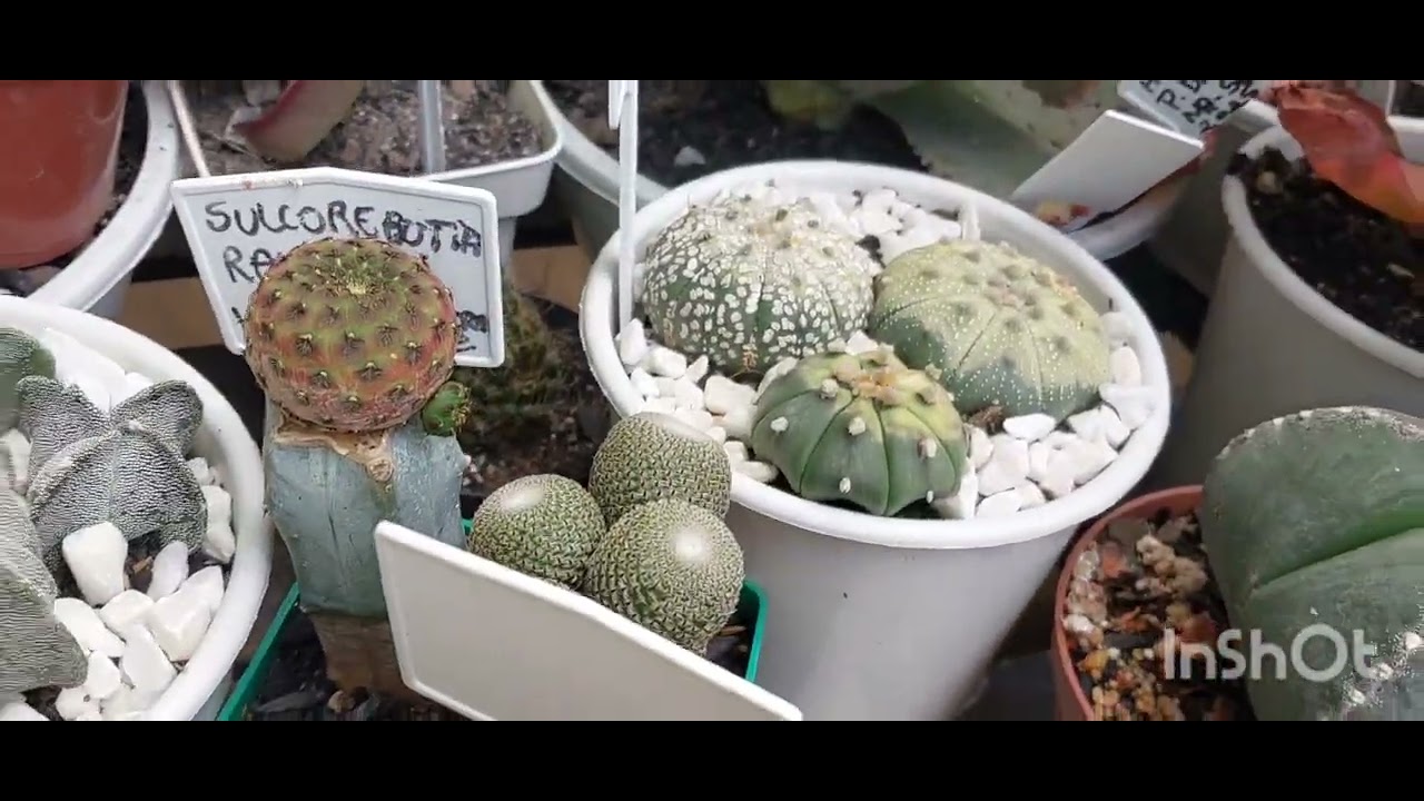 DA MINHA COLEÇÃO DE CACTOS.,QUAIS SÃO MAIS FÁCEIS DE CULTIVAR?  QUAIS INDICO AOS INICIANTES? 