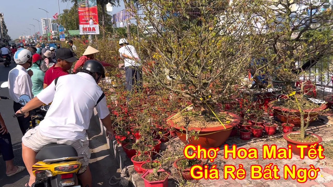 Bất ngờ chợ hoa mai tết giá lao dốc và những pha trả giá trên trời dưới đất