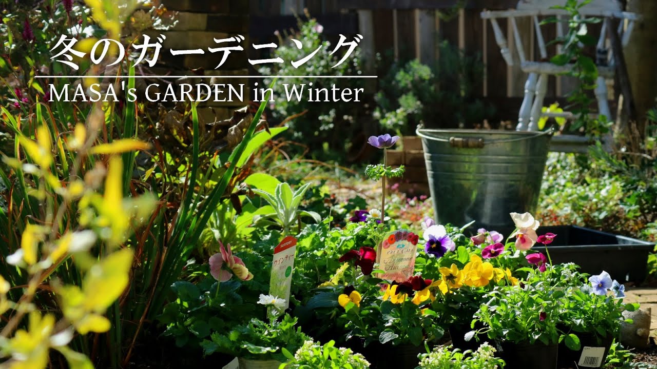 【庭Vlog】ビオラの花壇がまた増えた