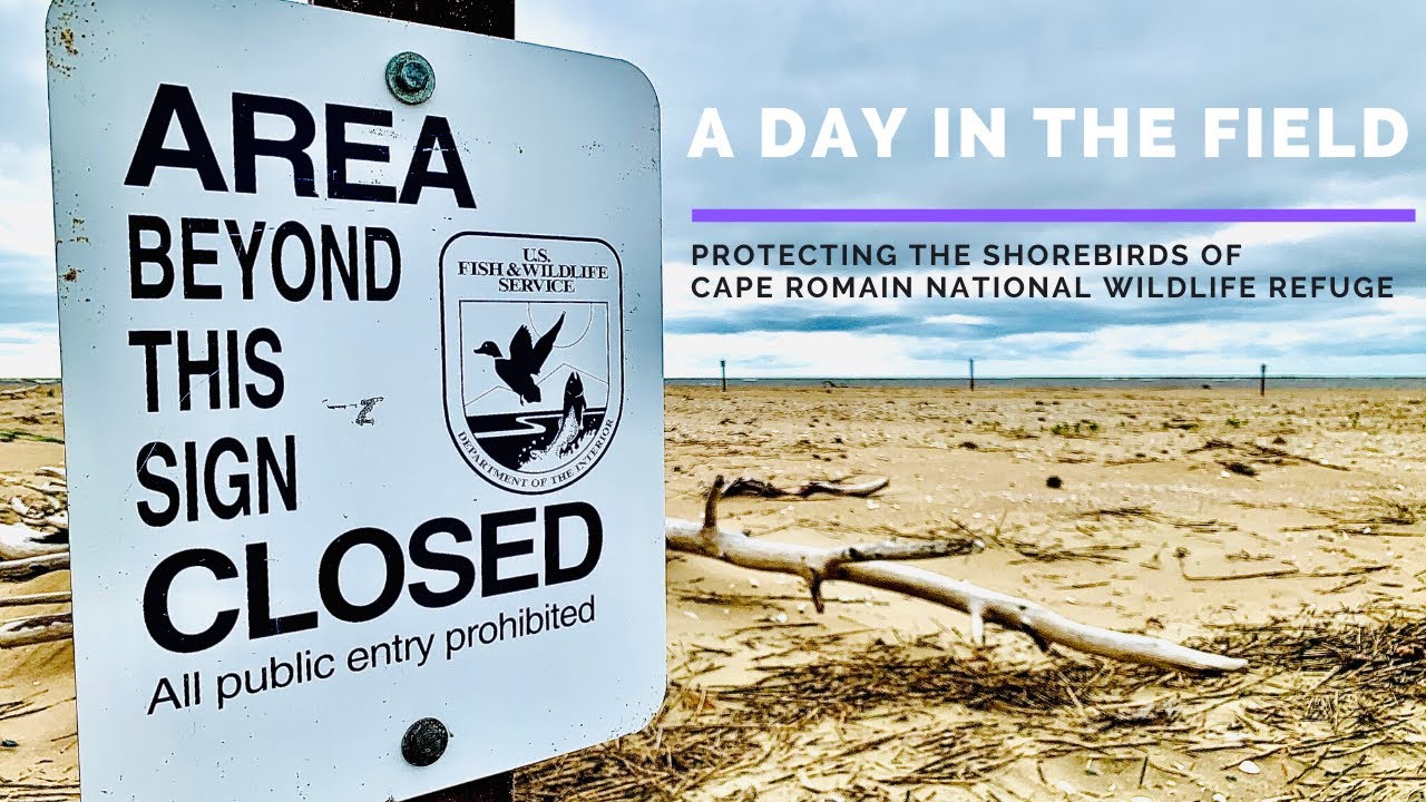 A Day in the Field: Protecting the Shorebirds of Cape Romain National Wildlife Refuge