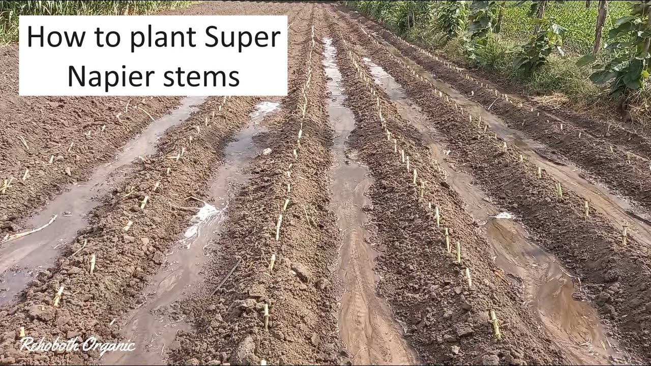Как сажать стебли травы Super Napier / Ферма Super Napier / Высокоурожайный зеленый корм #superna...