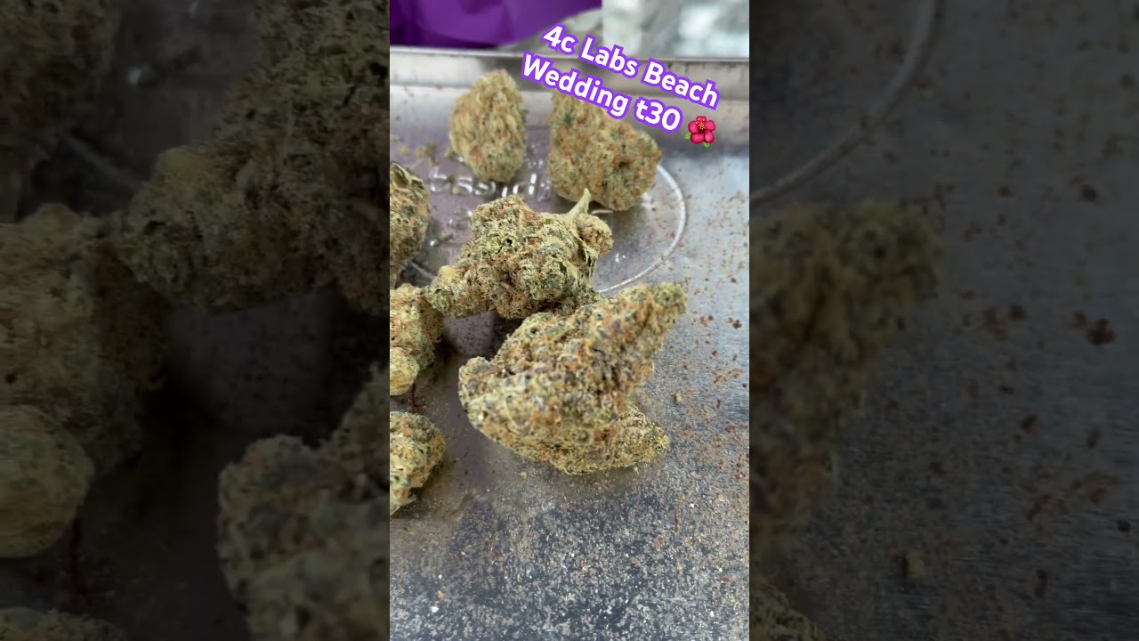 4c Labs Beach Wedding t30 🌺 #medicalcannabis #painrelief #ukmedicalcannabis #cannabisheals