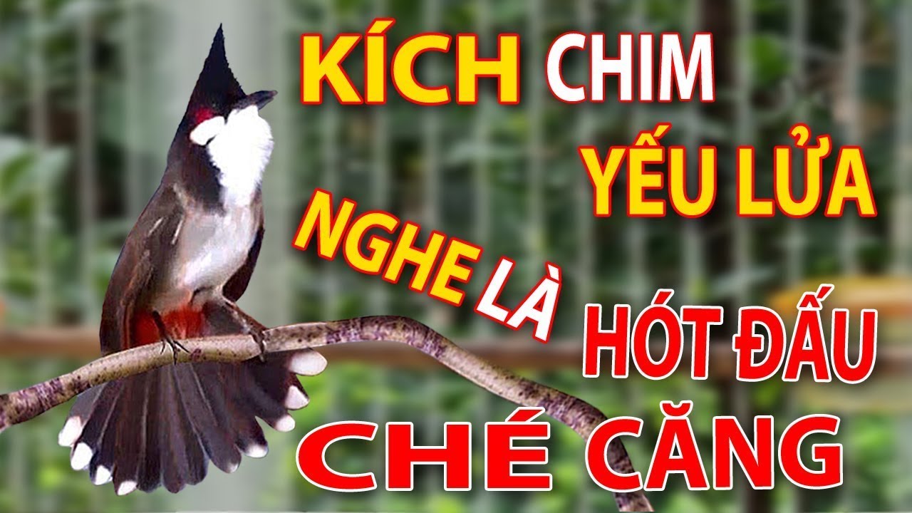 chào mào hót sáng kích bổi - luyện giọng hay ép bổi sổ bọng và căng lửa - chào mào hót đấu
