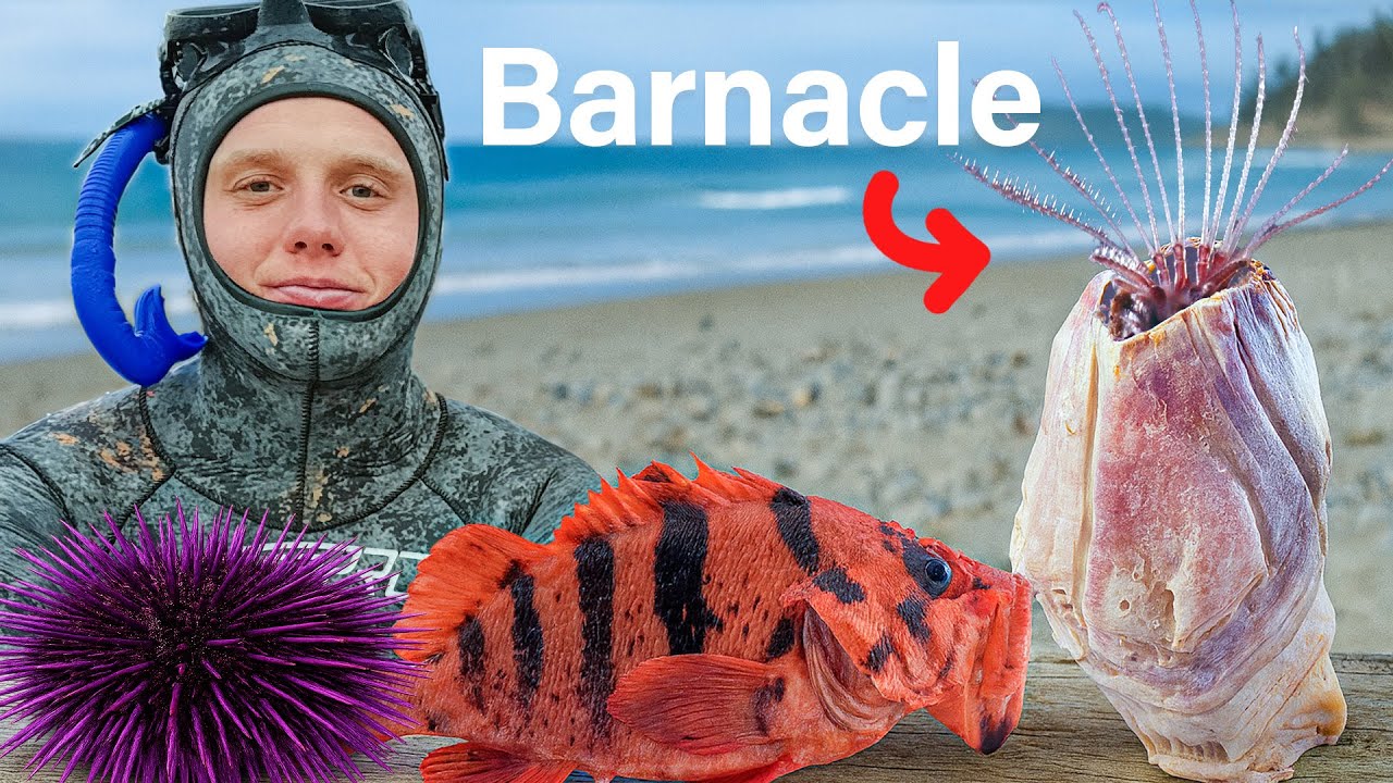 I Went Diving For Exotic Seafood | Catch & Cook