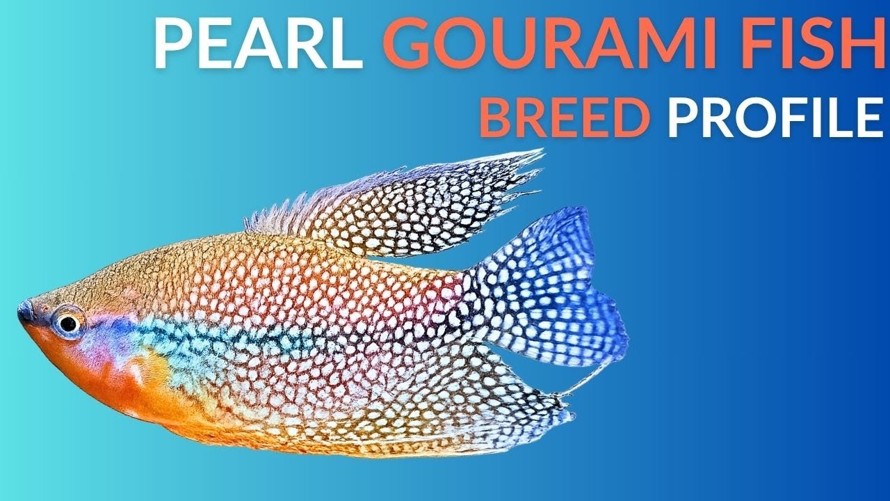 Pearl Gourami Care Guide | Tank Setup  Feeding  Breeding & Lifespan