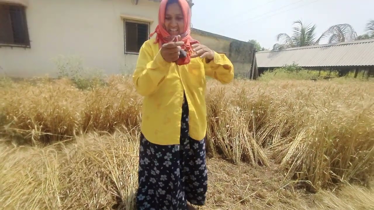 गहू काढणी सुरू | गहू किती झाला आणि कसा आहे पहा | Wheat Harvesting in Village