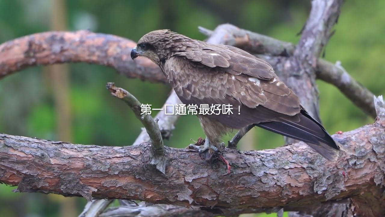 黑鳶的美味大餐