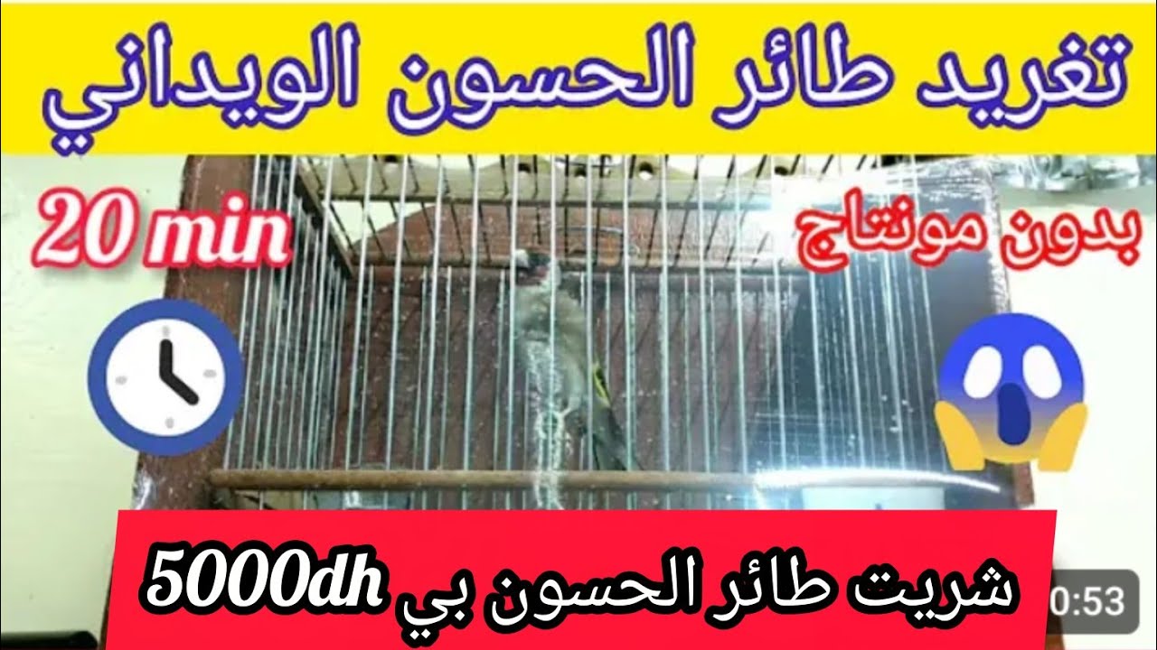 ✅تغريد طائر الحسون الويداني🇲🇦لي تعطات فيه 7000dh💰بدون مونتاج 20 دقيقة⏲️تحياتي للجميع فرجة ممتعة 🤍❤️🤍