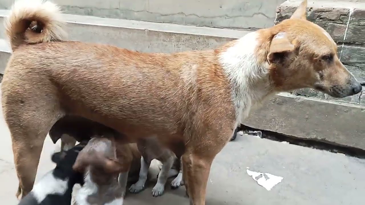 মা সহ কুকুরছানার দল! #dog #doglover #dogs
