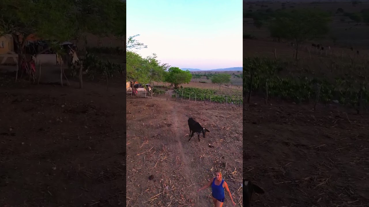 V&ocirc;o com o dji mini 3 #drone #djimini3  #altosverdessergipe