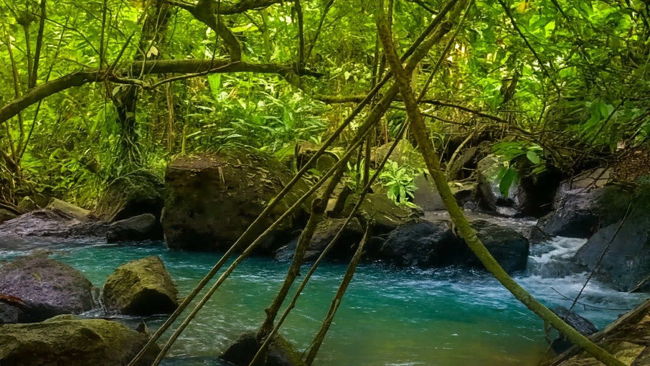 Peacefull Forest River Sound With Birds Singing | Deep Relaxation, Meditation & Sleep