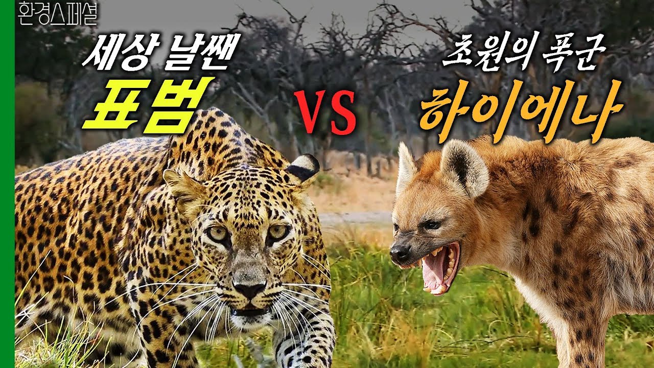 새끼 표범 노리는 하이에나! 잔혹한 하이에나떼를 만난 표범의 최후는?[환경스페셜-이래야 산다, 야생의 법칙] / KBS 20110622 방송