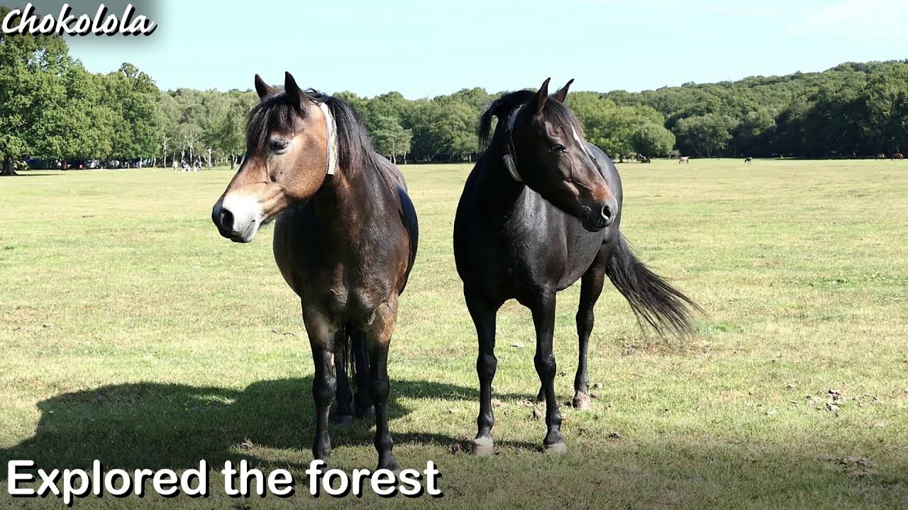 The New Forest August 2017