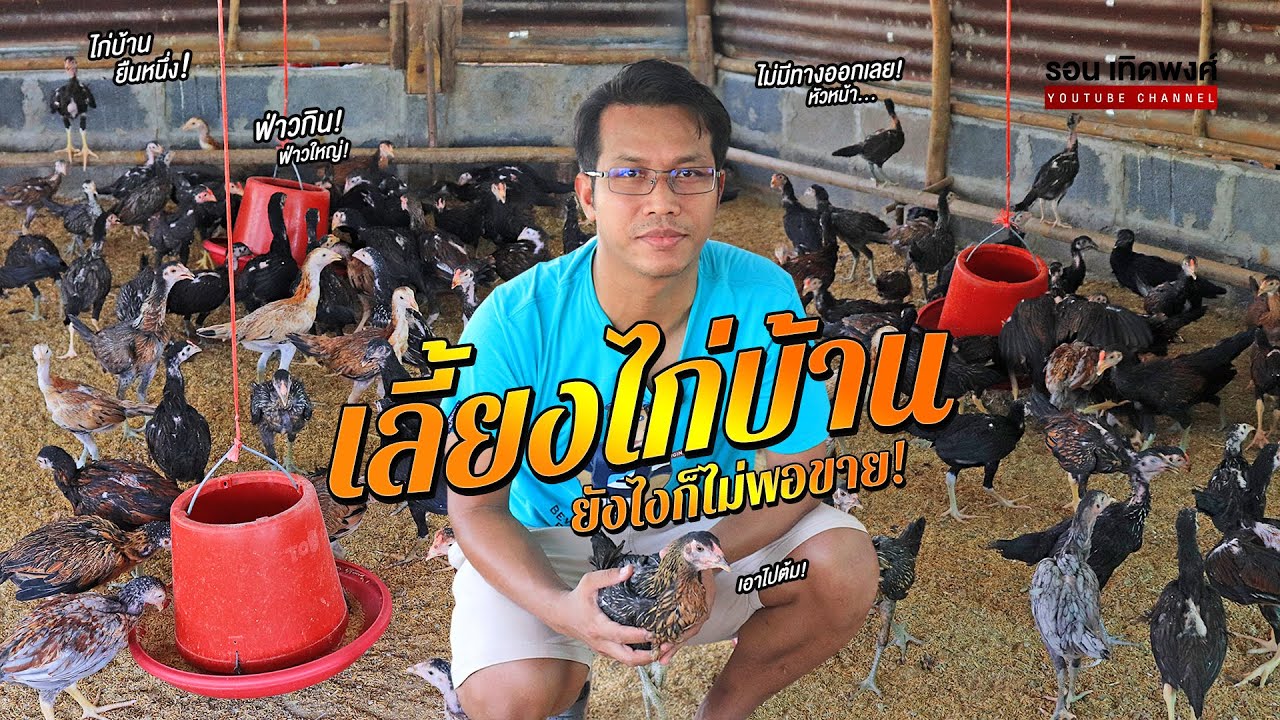 ไก่บ้าน เลี้ยงยังไงก็ไม่พอขาย จับขายทีละ 1,000 ตัว | มองโลกกลับหัว Ep.50