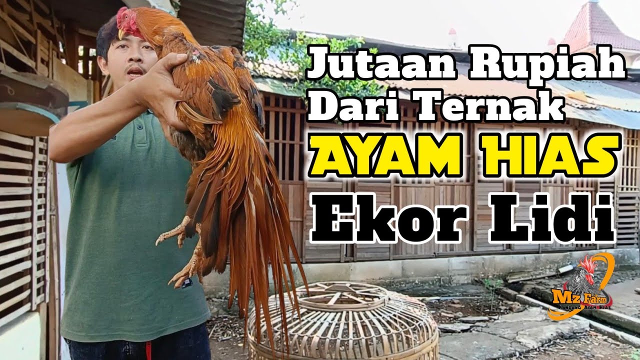 Modal & Keuntungan Ternak Ayam Bangkok Ekor Lidi | Panduan Lengkap Perawatan & Panen