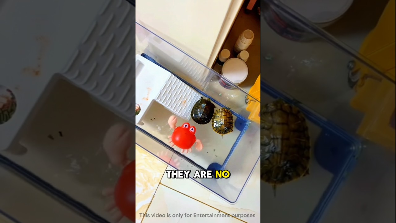 This Crab REFUSED Every Home 🦀🏠 Until THIS Happened! 😱 #shorts