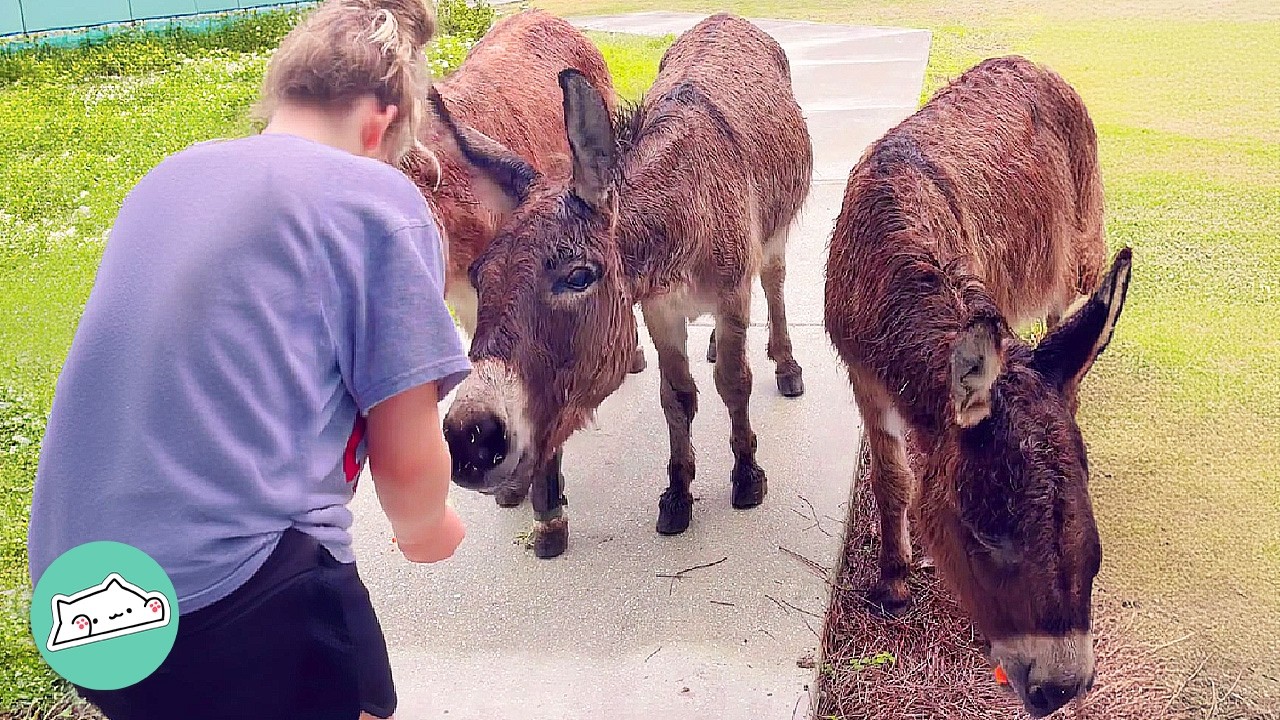 Donkeys Come To The Door Every Day To Greet This Woman | Cuddle Buddies