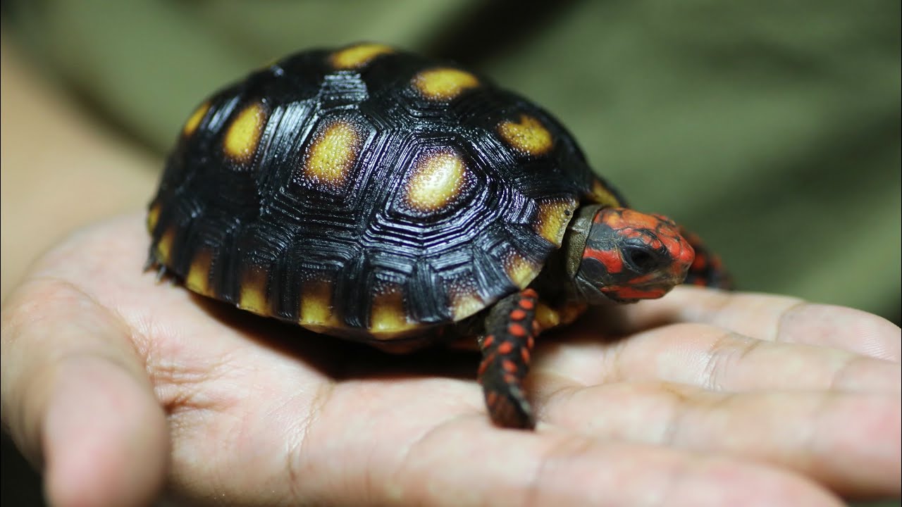 アカアシリクガメの赤ちゃんの飼育設備セッティング