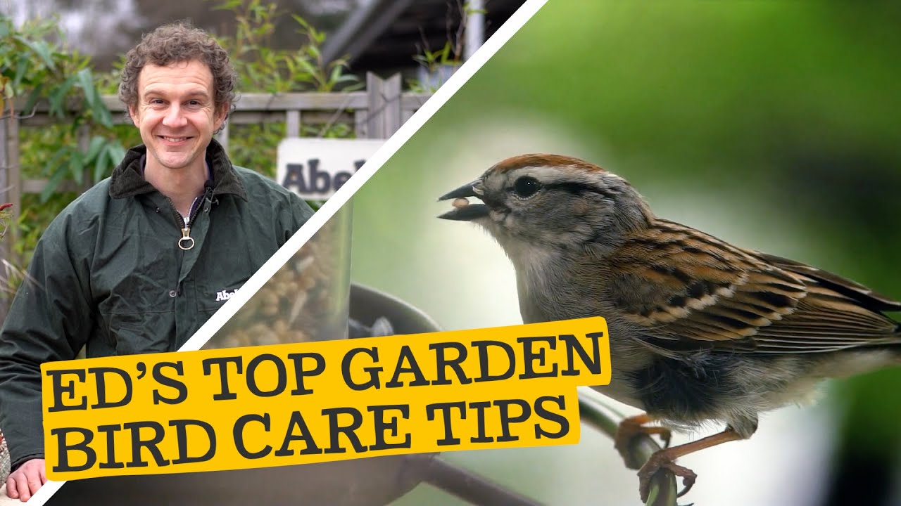Ed's Garden Bird Care Tips