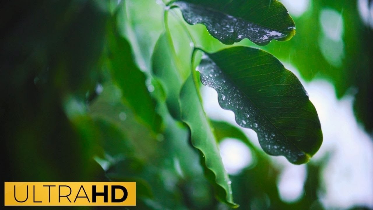 Rainforest Rain 🔴LIVE ! 1 Hour visualization Sleeping or Studying