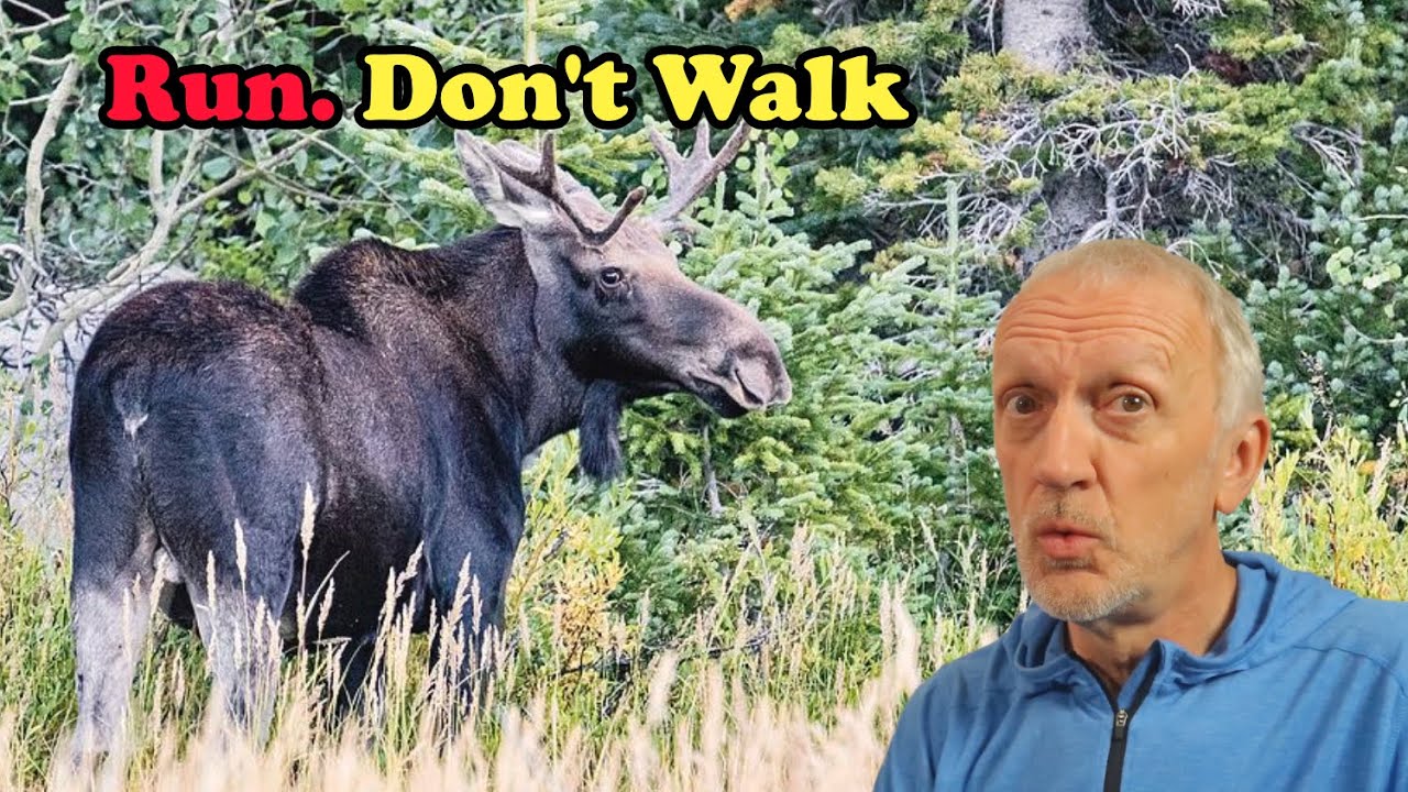 I Had an Unexpected Moose Encounter on the Trail