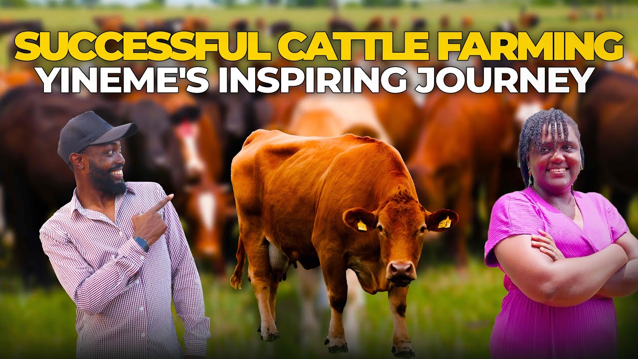 HOW SHE STARTED HER CATTLE FARM DURING COVID AND NOW HAS A SUCCESSFUL LIVESTOCK FARMING BUSINESS