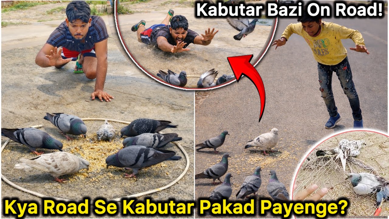 Road Se Kabutar Kaise Pakde 🙄 || Kabutar Bazi On Public Road 🔥