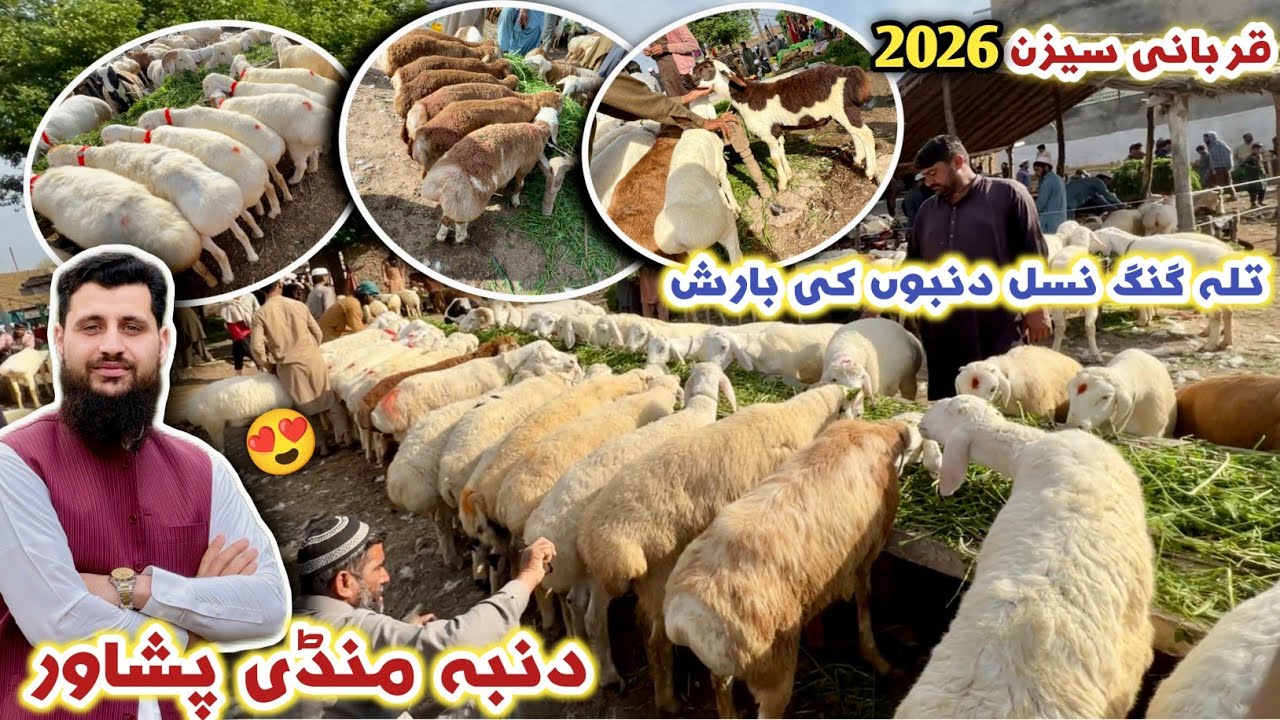 Largest Talagang Breed Dumba 🐏 Mandi Peshawar Qurbani 2026 Updates 🔥 Izhar Ali Shah Vlogs 