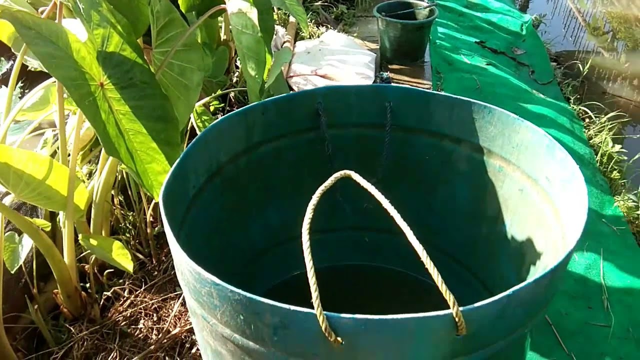 PANEN IKAN BAWAL DI  KOLAM EMPANG
