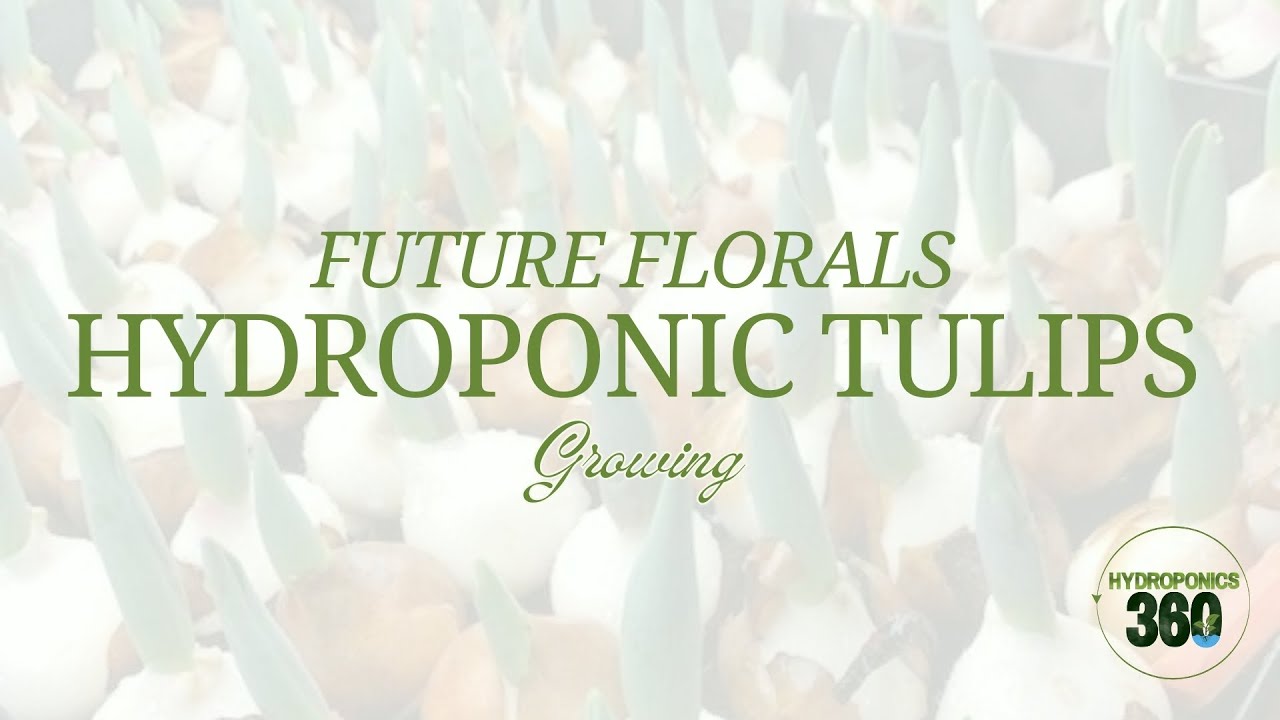 Future Florals Hydroponic Tulips Growing - hydroponics360.com