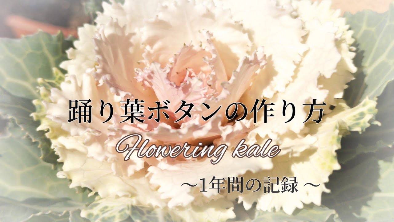 【1年間の記録】踊り葉ボタンの作り方★踊り葉ボタンの寄植え２種