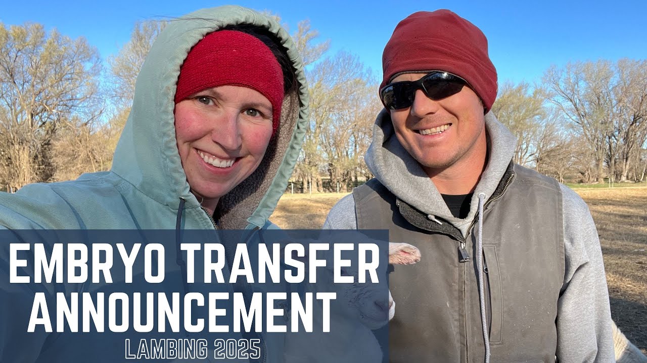 Australian White Embryo Transfer Announcement for Lambing 2025!! | BRG Australian Whites