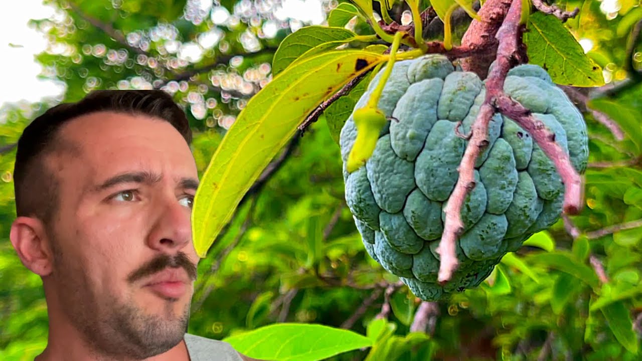 Tropical Fruit Farm | 6/20/24