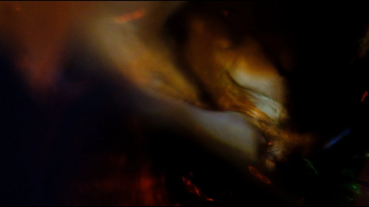 Journey Through a Dead Wasp (3 min cutdown)