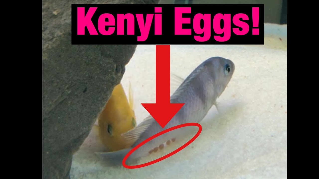 Kenyi Mbuna Cichlids Breeding!